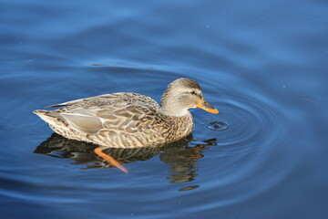 Female mallard in the water
