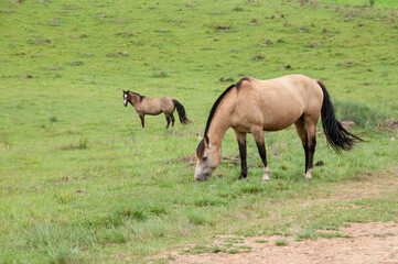 two horses grazing in a meadow