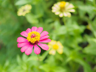 Zinnia herbaceous plant pink. Oval or elliptical petals Flowering in bouquet at end shoot. Like being outdoors Easy to maintain Planted as an ornamental plant, large plot for beauty delivery for sale