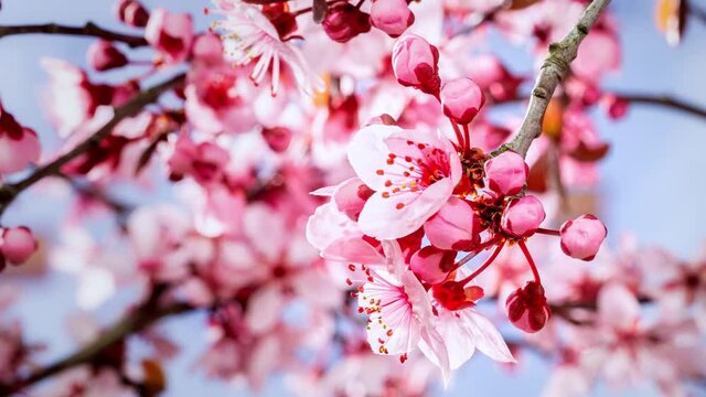 Closeup of blooming pink cherry blossoms in branches, time-lapse of flowers
