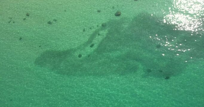 Drone footage of roosterfish moving through bait in clear green emerald waters