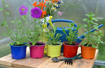 Young sprouts of Petunuia flowers in colorful pots with tools and watering can.
