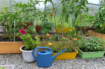 Pots and boxes with flowers and vegetables in greenhouse.