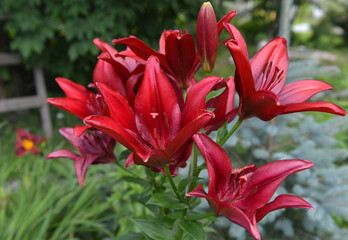 Beautiful red lily in blossom in the garden.