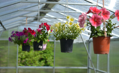 Beautiful colorful petunia flowers in hanging pots in greenhouse in summer day.