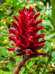 Crêpe Ginger (Cheilocostus speciosus) in a tropical garden in Singapore.