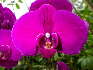 Beautiful colorful orchids at a botanic garden in Singapore.  Flora and nature.