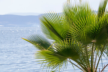 Fan palm leaves in foreground