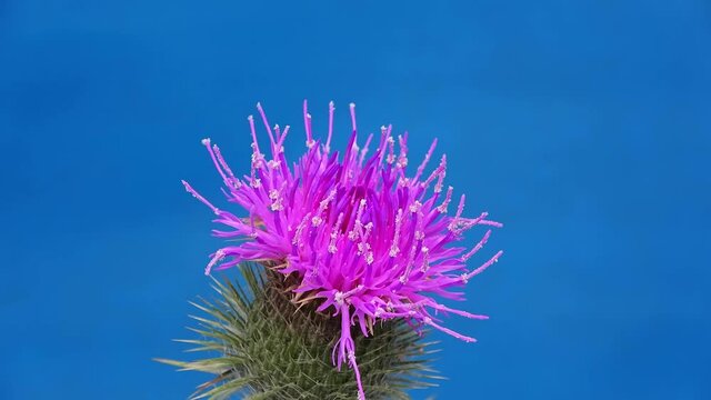 Closeup of a red-purple Thistle flower blooming, time-lapse of carduus nutans