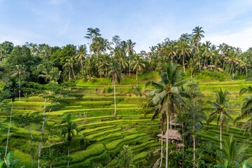 Fototapeta na wymiar Tegallalang rice terrace in Ubud, Bali.