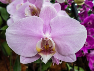 Beautiful colorful orchids at a botanic garden in Singapore.  Flora and nature.