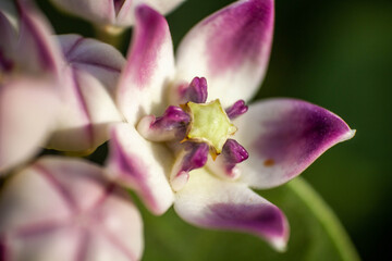 Fototapeta na wymiar Calotropis gigantea, the crown flower calotropis gigantea has been used as a folk medicine in India for many years, and has been reported to have a variety of uses. In Ayurveda