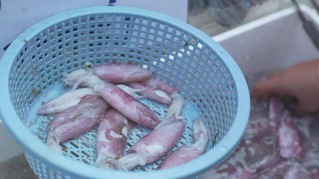 raw squid in the market