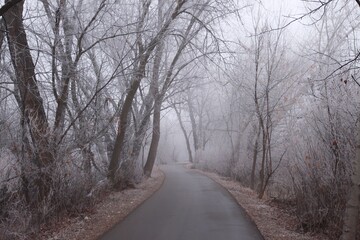 Obraz premium winter road in the forest
