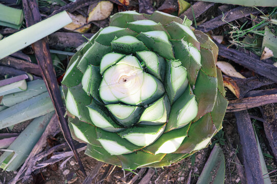 Jima Corte de las pencas de agave para la elaboraci&oacute;n del mezcal y tequila