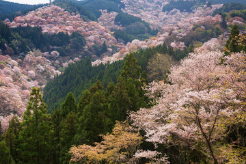 Fototapeta premium 奈良県 吉野山の桜