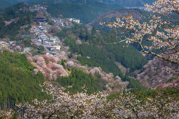 吉野山の桜