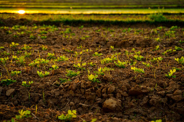 Young plant growing in farm while sunset
