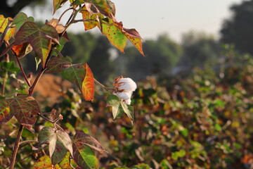 Balls filled with cotton in a cotton field