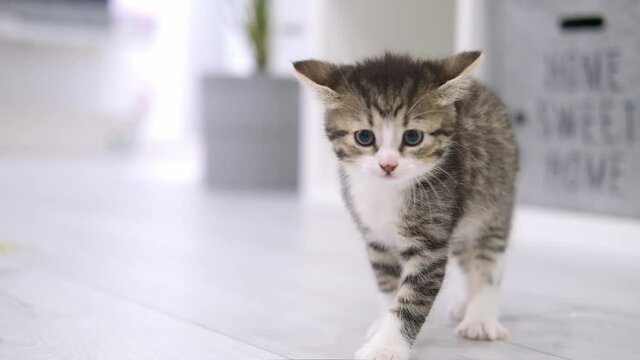 Small kitten is afraid, hisses, cat has hair fur on end in modern light interior. Domestic curious funny striped kitty. Slow motion.