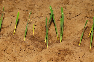 Small plants of newly growing wheat and dew drops on it