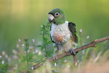 A beautiful green and white baby macaw Parrot. Green background