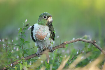 A beautiful green and white baby macaw Parrot. Green background