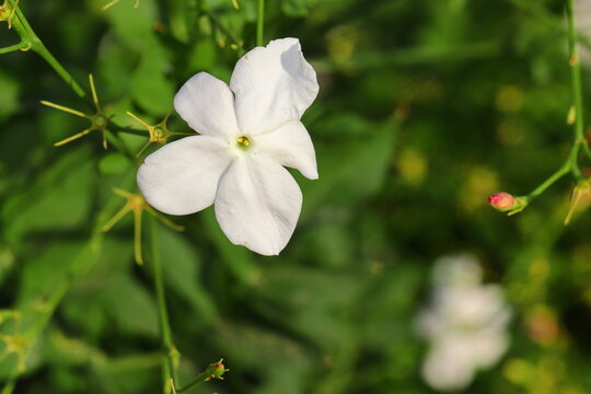 Jasmine white flower blooming on jasmine vine