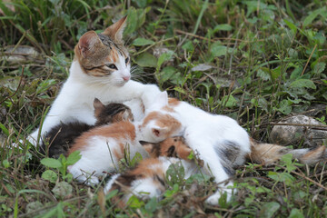Homeless cat with a litter of kittens