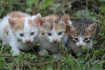 Fototapeta na wymiar Cute little homeless kittens on the street in summer.