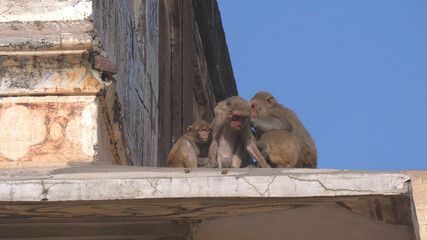a monkey delouses another at city palace in jaipur