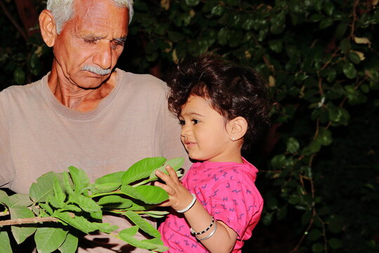 An Indian grandfather playing his younger grandson with guava leaves in the garden