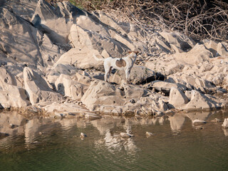 Photo of a dog standing on a rock by a river.