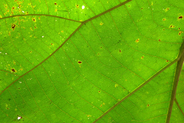 green Teak leaf close up