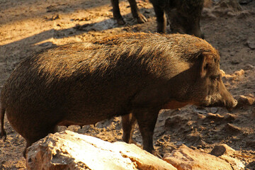 The wild boar probably originated in Southeast Asia during the Early Pleistoceneand outcompeted other suid species as they spread throughout the Old World.