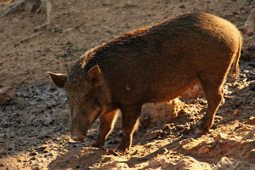The wild boar probably originated in Southeast Asia during the Early Pleistoceneand outcompeted other suid species as they spread throughout the Old World.