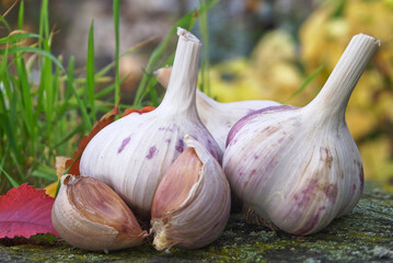 Garlic heads cloves against colorful autumn leaves