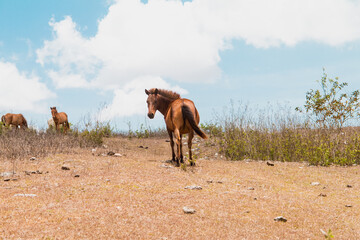 Brown horse looking back at a countryside meadow with blue sky in Sumba, Indonesia