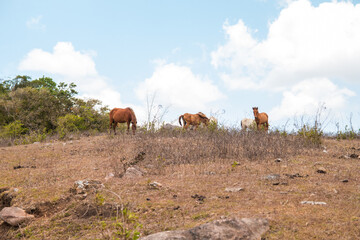 Fototapeta premium Group of Brown horse at a countryside meadow in Sumba, Indonesia