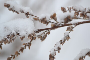 Dry grass under winter snow. Background dry wild flower macro