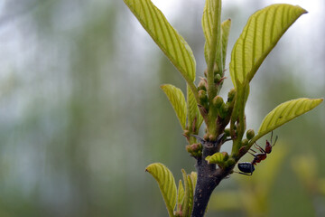 A branch with young leaves and buds and a large red ant close-up. Spring natural view.