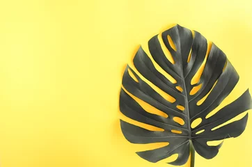 Graues monstera Blatt auf Draufsicht des gelben Hintergrundes. Farben des Jahres 2021 leuchtend und ultimatives Grau. Platz kopieren. Poster © irenastar