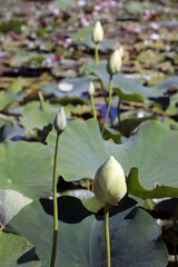 closeup of beautiful water lily buds