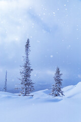 Snowdrifts and fir trees in fluffy snow, sky in clouds, winter landscape. It is snowing. Nature View