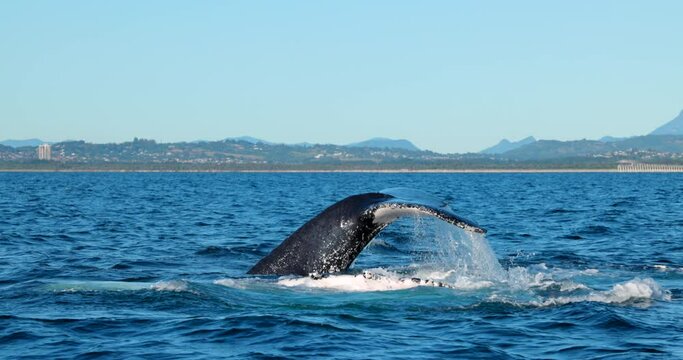 Large humpback whale splashing and slapping tail during whale season Australia 4K Slow Motion