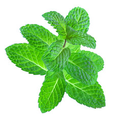 Branch mint leaves isolated on white background. Fresh Spearmint  leaf closeup..