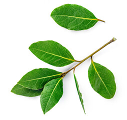 Fresh Bay leaves isolated on white background. Green Laurel  leaf closeup. Top view. Flat lay.