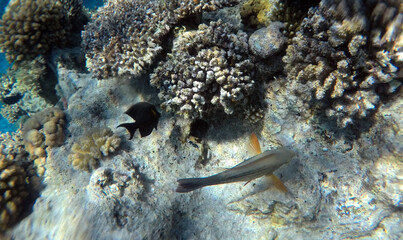 Obraz na płótnie Canvas Tropical coral reef. Ecosystem and environment. Egypt. Near Sharm El Sheikh