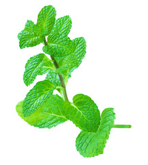 Branch mint leaves isolated on white background. Fresh Spearmint  leaf closeup.. © nataliazakharova