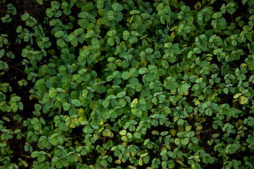 green ivy leaves
Background from green leaves